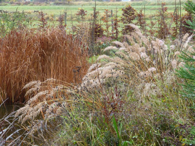 2015-11-07 Gartenimpressionen 4.jpg