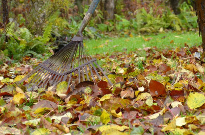 2015-11-07 Gartenimpressionen 5.jpg