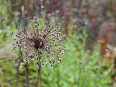2015-11-07 Gartenimpressionen 6.jpg