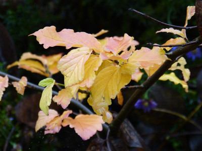 2015-11-07 Parrotia 'Felicie'.jpg