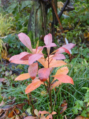 2015-11-07 Franklinia.jpg