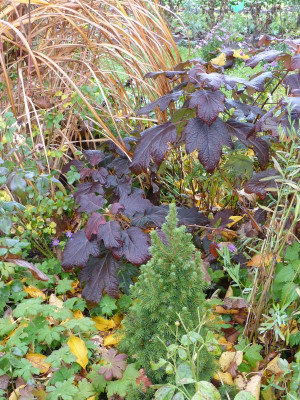 2015-11-07 Hydrangea quercifolia.jpg