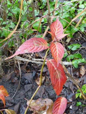 2015-11-07 Hydrangea serrata 'Kiyosumi'.jpg