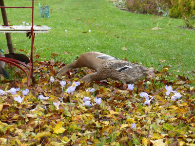 2015-11-07 Laufis.jpg