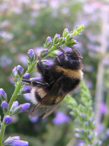Hummel11.jpg