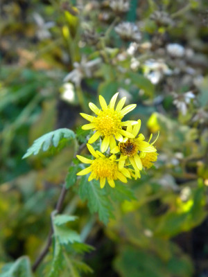 DSCN6504.JPG