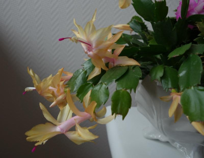 Stecklinge2a - 7.11.2015.jpg