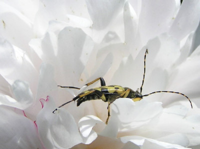 Gefleckter_Schmalbock.jpg