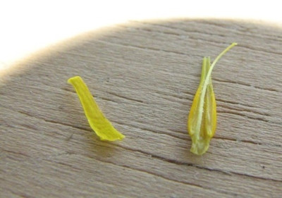 tomaten_weibliche_maennliche_bluetenteile.JPG