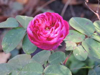 DSCN2710.JPG