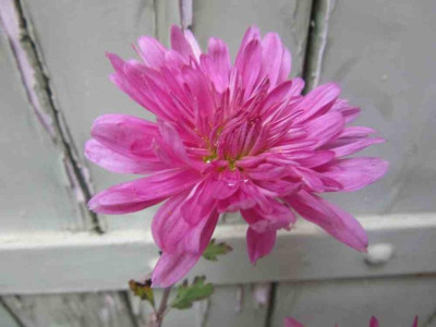 chrys 35 Schweizerland rosa.jpg