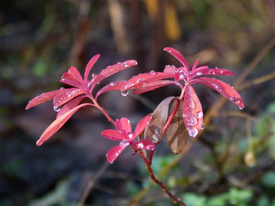 2015-11-07 Euphorbia polychroma Purpurea 1.jpg