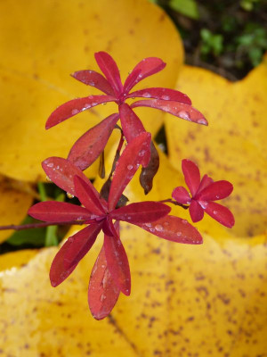 2015-11-07 Euphorbia polychroma Purpurea 2.jpg