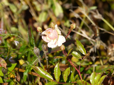 2015-11-07 Rosen 'Ghislaine de Feligonde'.jpg