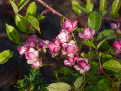 2015-11-07 Rosen 'Suse'.jpg