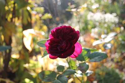 rose darcey bussel nov152.JPG