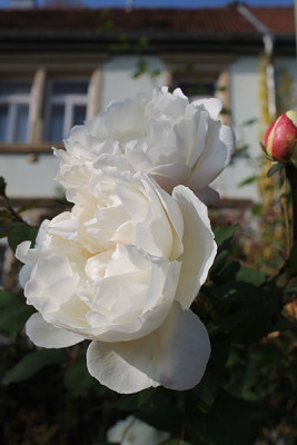 rose winchster cathedral nov15.JPG