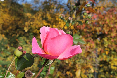 rose strawberry hill nov15.JPG