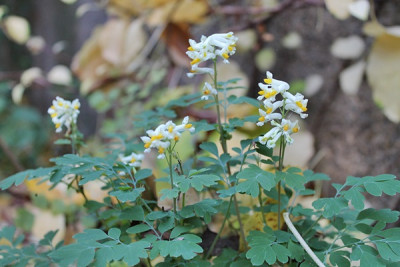 Corydalis ochroleuca.JPG