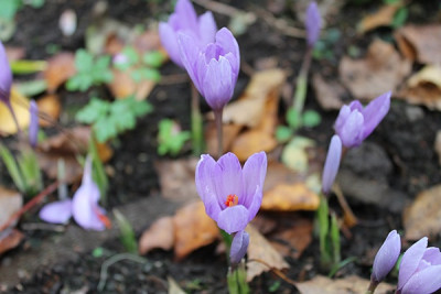 crocus teichbeet.JPG