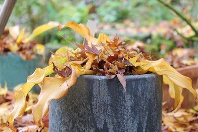 hosta ripple effect nov15.JPG