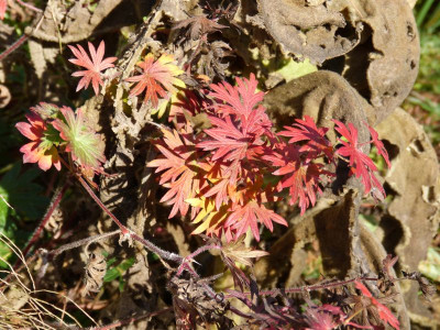 2015-11-08 Geranium 'Tiny Monster'.jpg