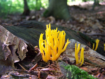 calocera_viscosa.jpg