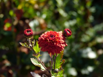 2015-11-08 Chrysanthemum 'Julie la Gravere'.jpg