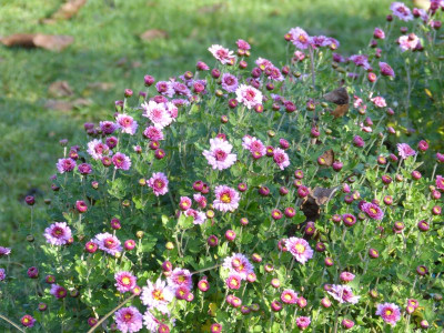 2015-11-08 Chrysanthemum 'Mei-kyo'.jpg