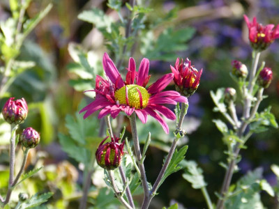 2015-11-08 Chrysanthemum 'Oury'.jpg