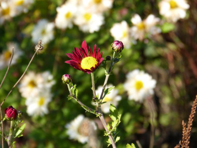 2015-11-08 Chrysanthemum 'Vesuv'.jpg
