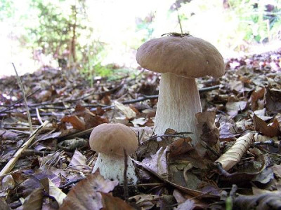 boletus_edulis.jpg