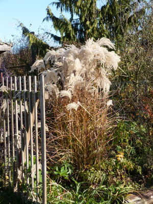 2015-11-08 Miscanthus 'Kaskade'.jpg