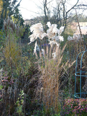 2015-11-08 Miscanthus 'Sarabande'.jpg