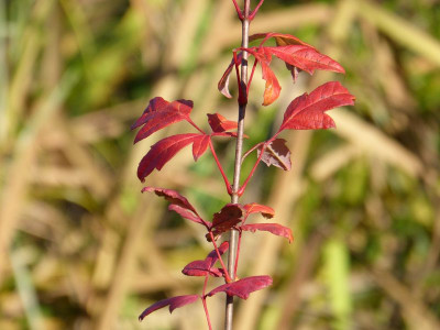 2015-11-08 Acer griseum.jpg