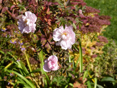 2015-11-08 Gartenimpressionen 1.jpg
