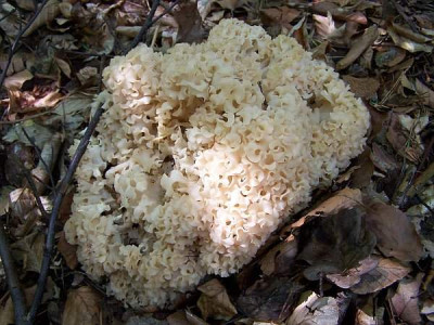 sparassis_crispa.jpg