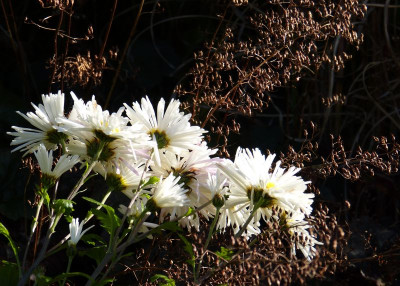 2015-11-08 Gartenimpressionen 2.jpg