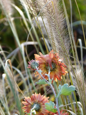 2015-11-08 Gartenimpressionen 3.jpg