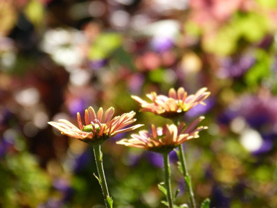 2015-11-08 Gartenimpressionen 4.jpg