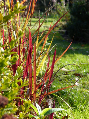 2015-11-08 Gartenimpressionen 5.jpg