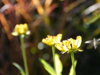 2015-11-08 Gartenimpressionen 6.jpg