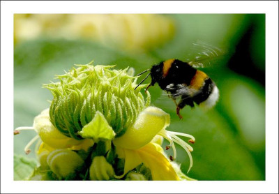 Hummel_1_26-06-2006.jpg