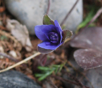 'Walter Otto' ...   8.11.15 010.jpg