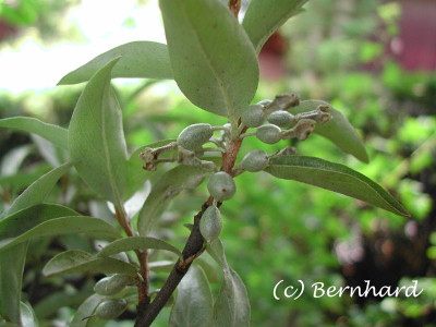 elaeagnus_commutata_1.jpg