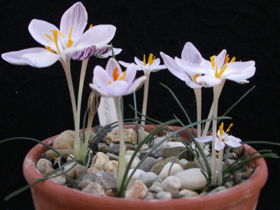 Crocus cambessedesii 08.11.15.JPG