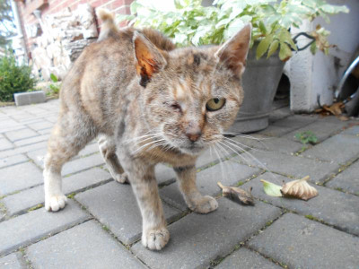 katze1.JPG