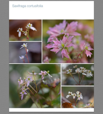 Saxifraga cortusifolia.jpg
