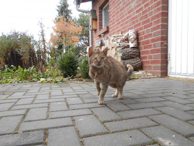 katze2.JPG
