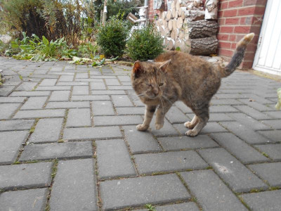 katze3.JPG